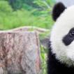 К чему снится панда огромный в виде